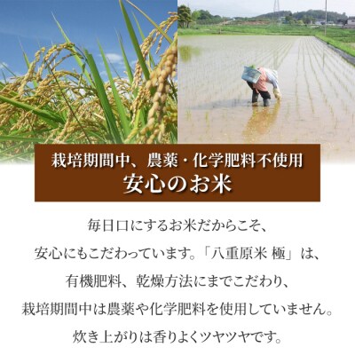 【太陽と大地】八重原産コシヒカリ白米「極」(栽培期間中農薬化学肥料不使用)8kg
