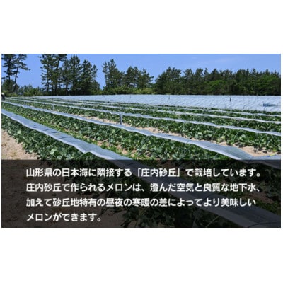 【令和7年産先行予約】 アンデスメロン 3玉～5玉　秀品 4L～2L　K-739　JA鶴岡