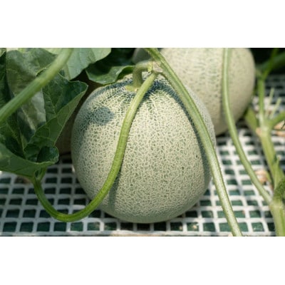 【令和8年分先行予約】鶴姫レッドメロン(3～5玉) 秀品4L～2L K-843