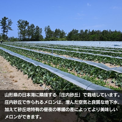 【令和8年分先行予約】お楽しみメロン《3L・5玉》または《2L・6玉》セット K-860