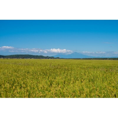 【令和5年産】馬町さくらファームのはえぬき精米15kg(5kg×3袋)A55-001　