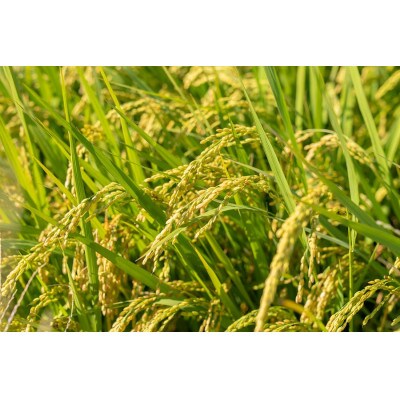 【令和5年産】馬町さくらファームのはえぬき精米15kg(5kg×3袋)A55-001　