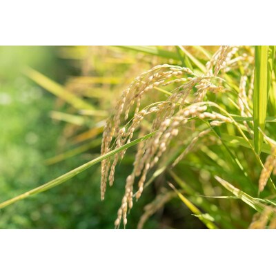 B05-003　【令和5年産】殿やの「ササニシキ“伝承”無洗米」8kg(4kg×2袋)