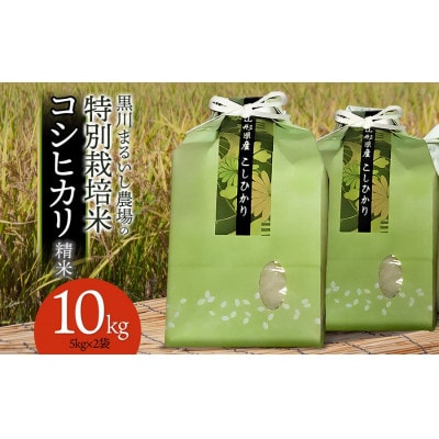 【令和7年産】特別栽培米コシヒカリ 精米 10kg(5kg×2袋) 黒川まるいし農場[K-784]