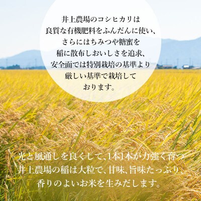 井上農場のコシヒカリ無洗米6kg(2kg×3袋)