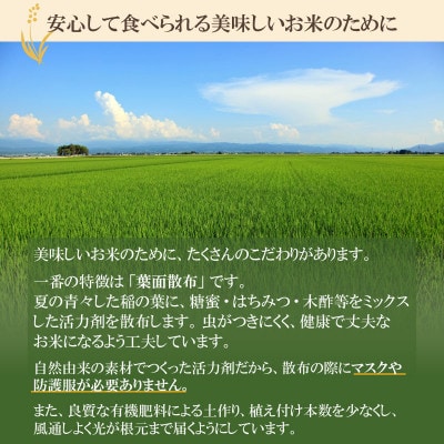 井上農場のコシヒカリ無洗米6kg(2kg×3袋)