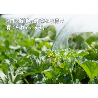 【令和9年産】菅原農園の庄内砂丘アンデスメロン(4L・2玉)【7月下旬～8月上旬発送】[K-920]