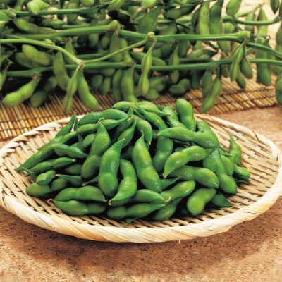 【令和7年産 受付開始】尾浦 だだちゃ豆 300g×6袋【清川屋】