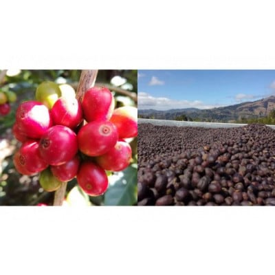 世界のコーヒー飲み比べセット 500g　A03-704