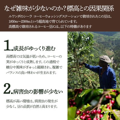 千一珈琲 コーヒー豆「ルワンダ」87g [K-710]