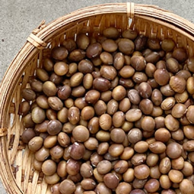 富樫農園の朝採りだだちゃ豆【8月中旬順次発送】2kg(500g×4)早生白山・白山　K-742