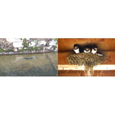 【令和5年産】富樫農園の特別栽培米はえぬき10kg　精米　A15-008