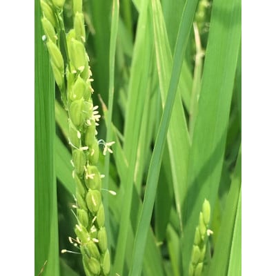 【令和5年産】米の里の2合お米セット9種類　A05-005
