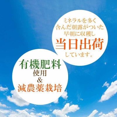 【令和6年先行受付】本場白山産　農家 長四白山だだちゃ豆　《早生白山》1.5kg (500g×3袋)