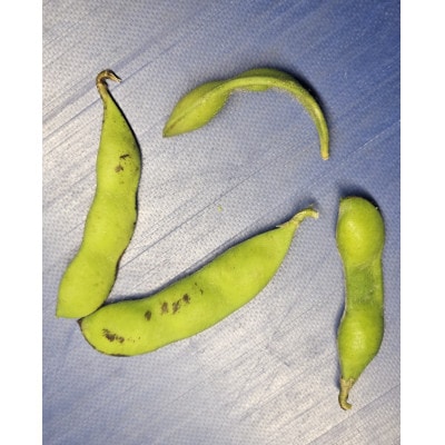 【令和8年先行受付】訳あり　本場白山産　白山だだちゃ豆《白山》2kg (500g×4袋)