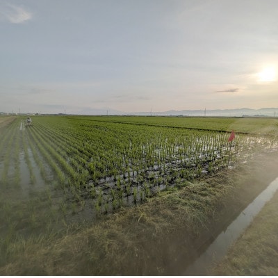 鶴岡 I 型特別栽培つや姫　白米5kg