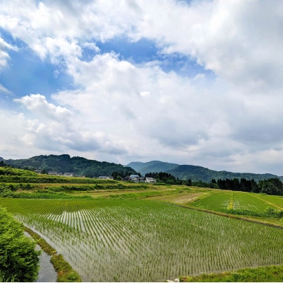 令和7年鶴岡産 あきたこまち 白米 5kg【山形棚田20選のお米】