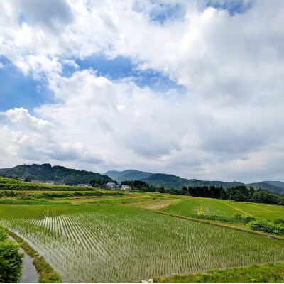 令和7年鶴岡産 あきたこまち 白米 5kg【山形棚田20選のお米】