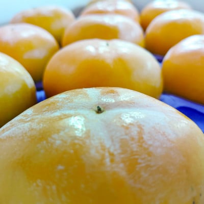 渋抜き済で、すぐ食べられる「庄内柿」5kg