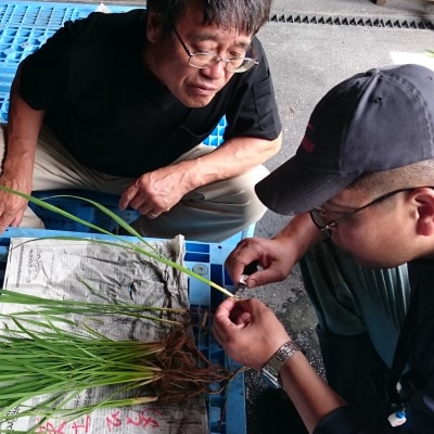 【さとふる限定】令和7年鶴岡産 はえぬき 白米 10kg