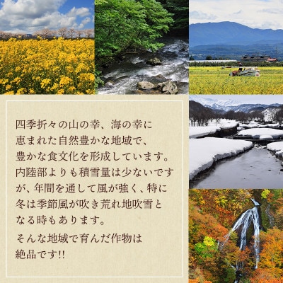 【山形県鶴岡市産】貯蔵シャインマスカット