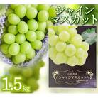 【先行受付】【山形県鶴岡市産】シャインマスカット　約1.5kg