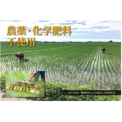 山形県鶴岡市 令和5年産 おやじの米 JAS有機 コシヒカリ・つや姫 食べ比べセット 2kg×2品種