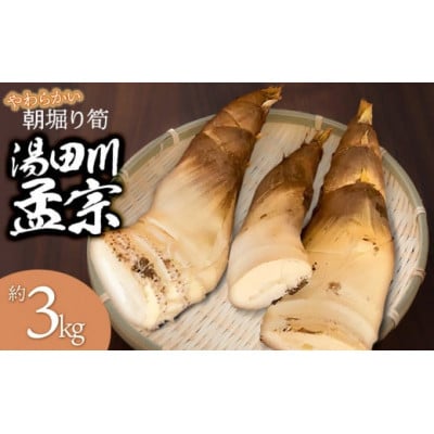 B06-609　庄内の春の味覚　やわらかい朝堀り湯田川孟宗(たけのこ)約3kg