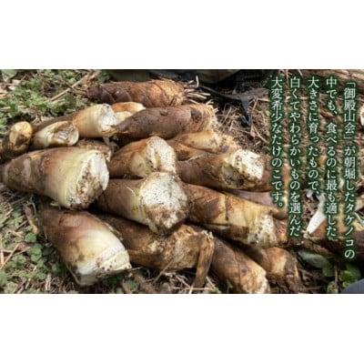 B06-609　庄内の春の味覚　やわらかい朝堀り湯田川孟宗(たけのこ)約3kg