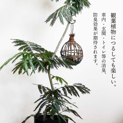 山葡萄すみカゴ くるみ炭入り【天然山形県産で手作り】小　アトリエかおる