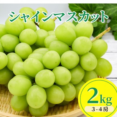 【令和8年産先行予約】 シャインマスカット 2kg(3～4房)
