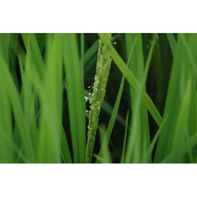 令和6年産ばんどう農園の特別栽培米コシヒカリ　精米7kg
