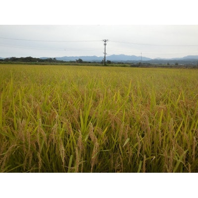 【令和7年産】山形県鶴岡産特別栽培米 つや姫 白米 精米 10kg[K-777]