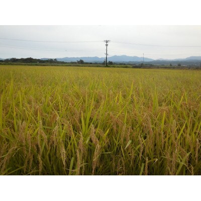 【令和7年産】山形県鶴岡産特別栽培米 はえぬき白米 精米 10kg[k-777]