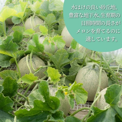 産地直送!庄内砂丘アンデスメロン 約5kg(3～5玉)
