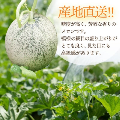 産地直送!庄内砂丘グレースメロン 約5kg(3～5玉)