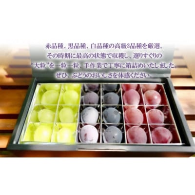 最高級ぶどう ギフトボックス【小】18粒入 高級3品種 詰合せ(手詰め)　カラフルぶどう園
