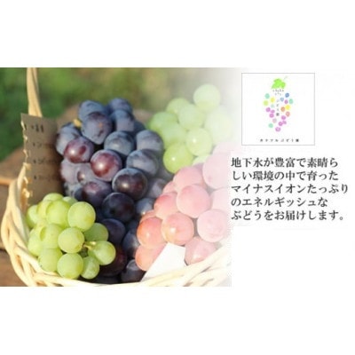 最高級ぶどう ギフトボックス【大】36粒入 高級3品種 詰合せ(手詰め)　カラフルぶどう園