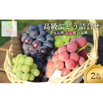 高級ぶどう詰合せ 約2kg　カラフルぶどう園