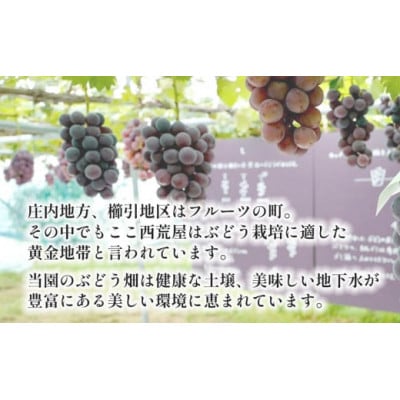 高級ぶどう詰合せ 約2kg　カラフルぶどう園