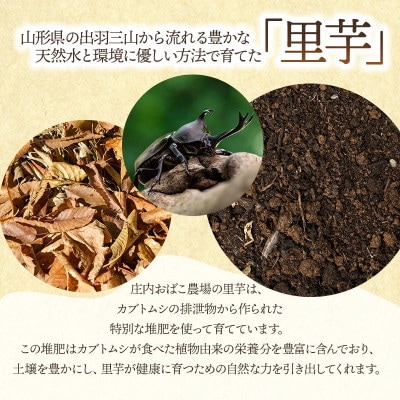 羽黒産 皮つき里芋2kg [K-726]
