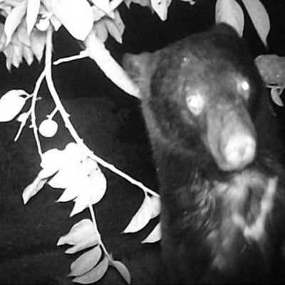 【返礼品なし】熊被害対策支援(鶴岡市)　寄附額5,000円コース