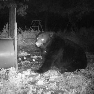 【返礼品なし】熊被害対策支援(鶴岡市)　寄附額50,000円コース