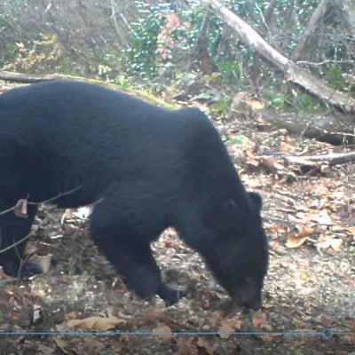 【返礼品なし】熊被害対策支援(鶴岡市)　寄附額50,000円コース