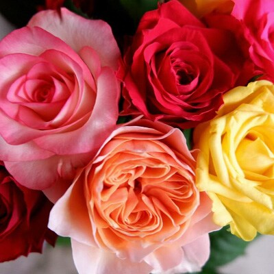 【バラ専門生産者直送】バラの花束(色とりどり38本)