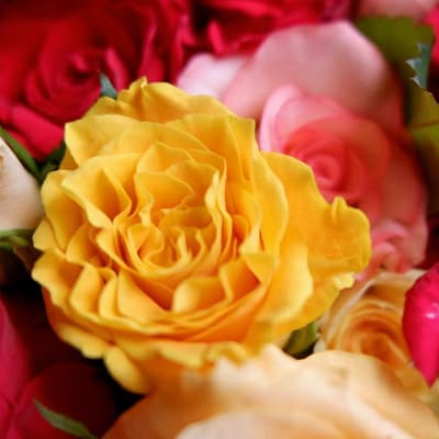 【バラ専門生産者直送】バラの花束(色とりどり38本)