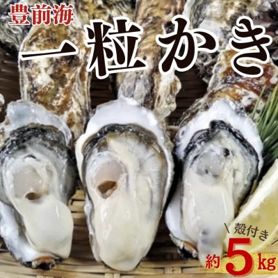 豊前海一粒かき　約5kg【南水産】