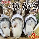 豊前海一粒かき　約3kg【南水産】