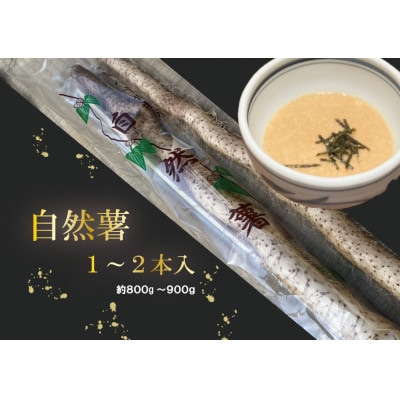 【12月より順次発送】自然薯 1～2本入り(約800g～900g)