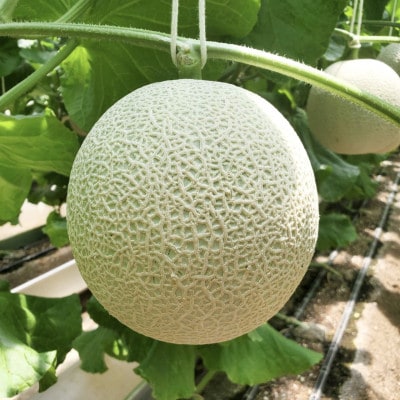 令和7年分きむら農園の特級マスクメロン1玉【化粧箱入り】